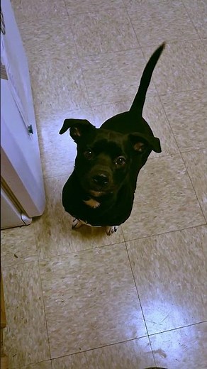 Click-Click, Marvin! #dachshund #pitbull #cutedog #dogmom #doglife #dogcommands #shorts