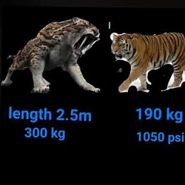 Saber tooth tiger vs Siberian tiger comparison