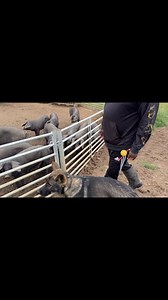 133 reactions · 14 shares | German shepherd obedience in a pig pen off leash! Absolute control | DDR GUARD DOGS | Facebook
