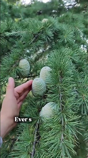 needle-like leaves, pine tree. #facts #nature #tree #knowledge #shorts
