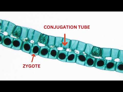 SPIROGYRA #ALGAE #FILAMENTOUS ALGAE #photosynthesis #biology #information #filament #education #sci