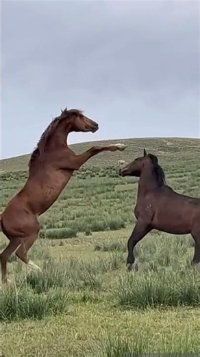 Stallions Clash: The Raw Power of Wild Horses 🐎🔥 #ranchlife #wildhorses #asmr