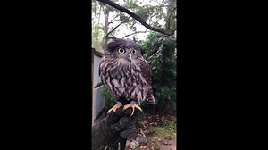 21K views · 414 reactions | This is Schnapps, our barking owl. Here...