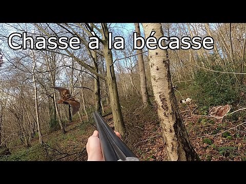 Chasse à la bécasse
