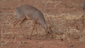 Kirks Dik-dik - Madoqua kirkii small brown antelope native to Eastern Africa and one of four species of dik-dik antelope, big eyes small horns big ears, grass eater.