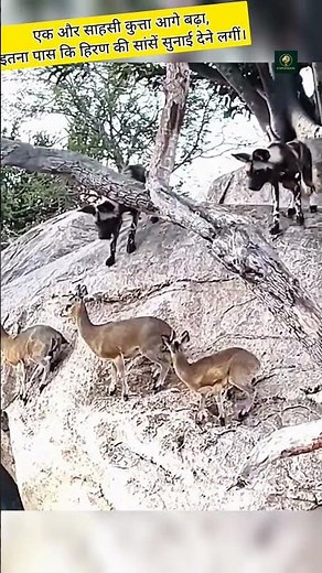 Wild Dogs Surrounded a Deer Family #shorts #animals #trending #wildlife #deer #wilddogs #facts