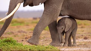 Click the "FOLLOW" button to help support: 🐘 Wildlife protection 🌍 Land conservation in Africa 🤝 Human empowerment | Empowers Africa