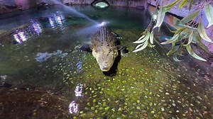 Happy World Crocodile Day! 🐊💚 We're celebrating Pinjarra the Saltwater Crocodile today for World Crocodile Day! Measuring in at over 5 metres and weighing 750kg, Pinjarra enjoyed an enrichment activity in the form of a warm shower. The crocodile, who is almost 60 years old, has been enjoying showers from the team since he arrived in 2013. This is a type of enrichment provided to encourage natural behaviours and increase physical and mental stimulation. Like all the aquatic creatures at SEA LIF
