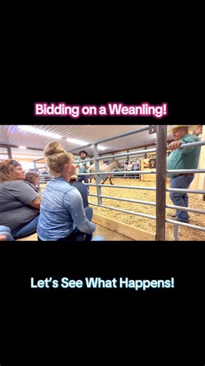 Bidding On A Filly!!! | Free Spirit Equestrian