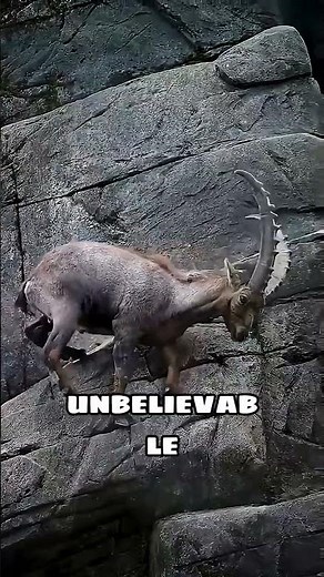 Ibex's Impossible Cliff Move Saves Its Life #wildlife #survival