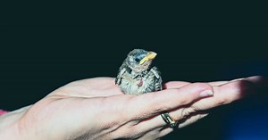 Comment nourrir un oisillon à la seringue ?