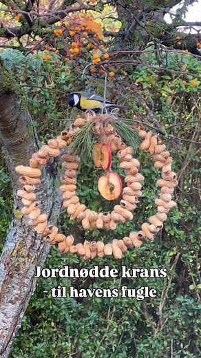 Det er så hyggeligt med fugle i haven og her er en DIY jordnødde krans, som fuglene elsker. En gammel bøjle/tykt ståltråd, jordnødder og lidt pynt – mere skal der faktisk ikke til for at skabe lidt ekstra glæde i haven. #diy #diykrans #gørdetselv #fugle #fugleihaven | Trineroed