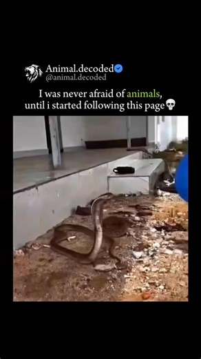 Animal decoded🐘🦢 on Instagram: "Follow us (@animal.decoded ) for more The King Cobra found on the island of Sumatra belongs to a distinct species lineage that was recently recognized by scientists. Here are the key details about the King Cobra in Sumatra: Li Scientific Classification (The Sumatra Lineage) Original Name: For nearly two centuries, all King Cobras were classified as a single species, Ophiophagus hannah. Current Classification: Recent genetic and morphological studies have led to