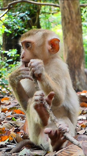 Poor small monkey trembles at every strange sound | Alien TV | Facebook