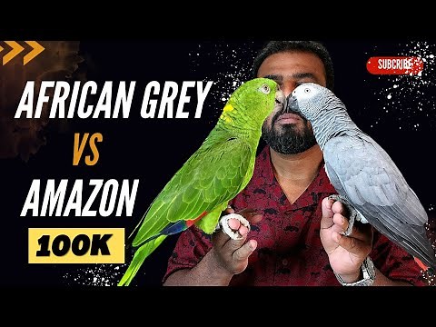 African Grey Vs Amazon Parrot | Best Talking Parrot? | Best Parrot for Beginners? | #ShaikhTanveer