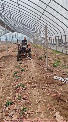 The Right Way to Remove Grape Roots Machine vs Manual Comparison