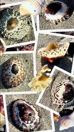 #South Africa - St. Helena Bay - beauty all round, ocean & wildflowers