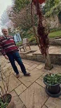 This customers garden was on the verge of flooding. #satisfying #asmr #blockeddrains