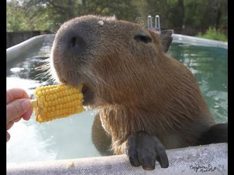 CARPINCHO tomando mate 😎