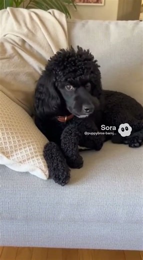 Never Mess With Barney When He is Asleep 🤣 #puppybros #funnydogs #funnypuppy #puppylove #puppyspot