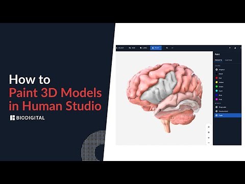 How to Paint 3D Models in Human Studio