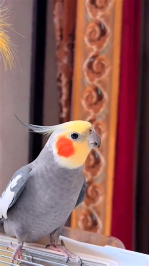Talking Parrot Bird | Smart Parrot Speaking Funny Words #shorts