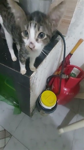 CHOW MEOW #cat #animallovers #kitten #petlovers #catvideos