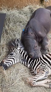 1.5M views · 88K reactions | They don't realize they're not the same species — watch their instant bond the moment they met 凉 We spoke to Petronel about how these orphaned baby soulmates healed each other from the inside out! Learn more about Care for Wild Rhino Sanctuary here: https://thedo.do/cfwa. And keep up with them on Instagram: https://thedo.do/careforwild. | The Dodo | Facebook