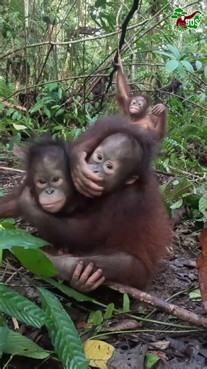 THREE YOUNG ORANGUTANS, THREE DIFFERENT PERSONALITIES! #saveorangutans