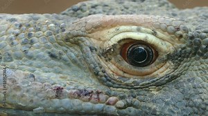 Close-up of the eye of a Komodo Dragon, moves the eye and looks at you. (VARANUS KOMODOENSIS).