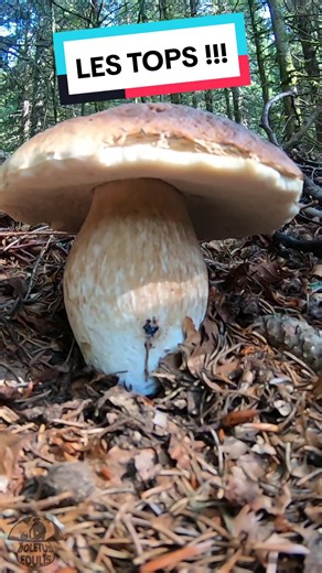 Les Parfaits Champignons: Découverte et Photos