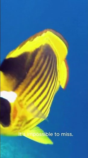 The Brightest Fish in the Reef Revealed!