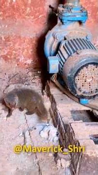 Spotted a Baby Mongoose in My Farm! 🐾🌴 | Cutest Surprise Ever