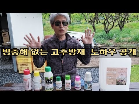 고추농사 초기 방제를 잘해야 다수확합니다. 살충제+살균제+전착제+영양제(칼슘결핍)는 지금부터 관리해야 합니다. 🌶️💪 #고추농사 #고추재배 #탄저병 #텃밭농사 #고추