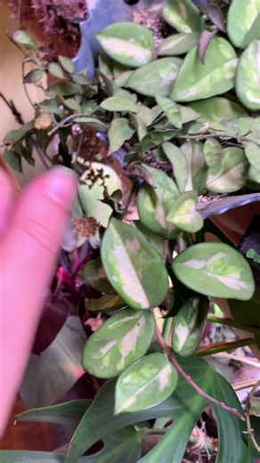 New Hoya Blooms! #plants #plantcare #hoyaplant #houseplants #hoyas #blooming