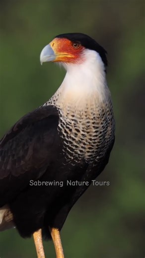 Crested Caracara Tracking Prey!