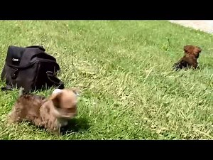 Yorkie Poo Puppies for Sale