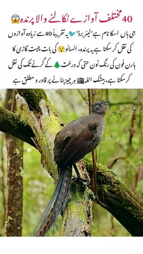 Lyrebird Most Talented Bird 🐦 In The World 🗺️ #lyrebird #naturefacts #animals #naturelovers #birds