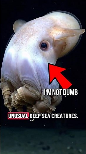 YES This is REAL - Meet The Dumbo Octopus 🐙 🧠#deepsea
