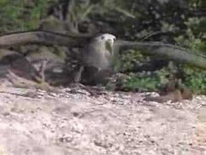 running takeoff albatros