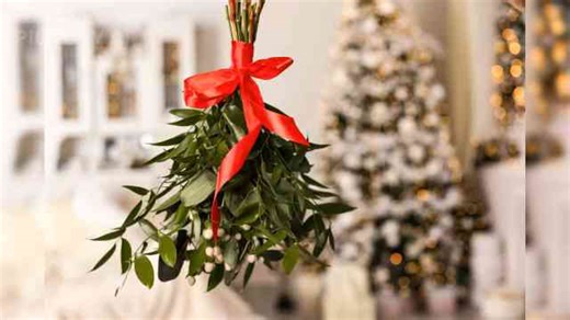 15 Festive Christmas Flowers and Plants to Spread Holiday Joy