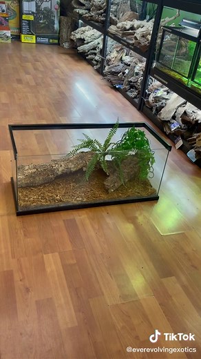Hatchling Hermann’s Tortoise Enclosure: Setups, Growth Charts, and More