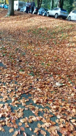 Walking through the park nice autumn leaves coming off the trees falling to the ground #autumn #park #trees #ukreels #fbreelsfyp #fbreels #fbreelsvideo #highlights | Janeth Caday Saunders