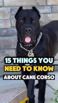 15 Things You Need to Know about cane corso #canecorso #dogvideos