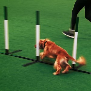 From world-class competitions to show-stealing moments, you’ll never forget a day at Crufts. Find out what’s on at Crufts, 5-8 March 2026 | Crufts