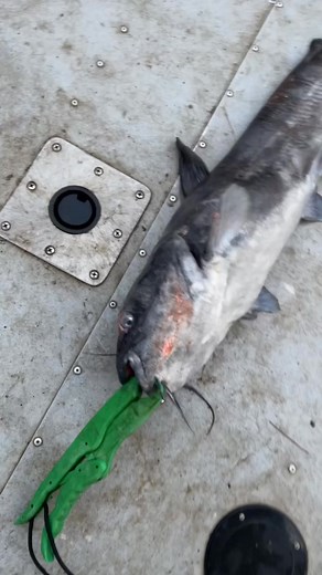 Got the W on the Creek saturday night 🤙🏼 #catchthefever #hellcat #hellcatrods #premiumgear #angler #jamiekoutdoors #flatheadcatfish #livebait Blake Williams #blakewilliams060 | Catch The Fever