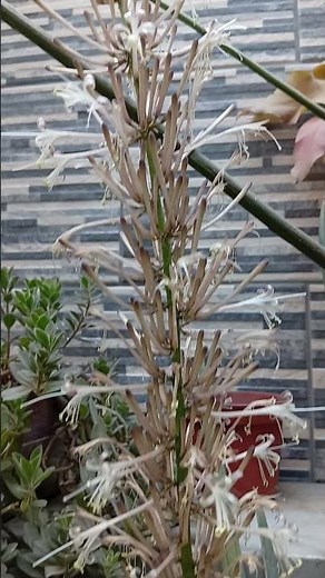 floración de la sansevieria cilíndrica..