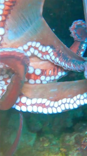 Friendly Octopus in the Ocean