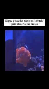 El pez pescador, conocido cientificamente como Lophiiformes, es excepcional por su método único de caza, que implica el uso de una parte de su cuerpo modificada como señuelo. Esta estructura, llamada illicio, se proyecta desde la cabeza y termina en una extensión carnosa que atrae a sus presas. Este señuelo bioluminiscente imita a pequeños invertebrados, lo cual es crucial en las oscuras profundidades donde habita, ya que la luz atrae a peces y otros organismos acuáticos. Una vez que la presa se