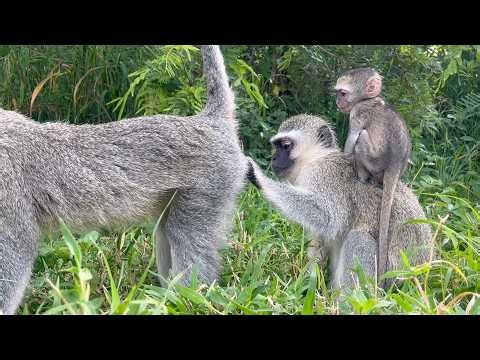 Waking up with the monkeys at the foundation